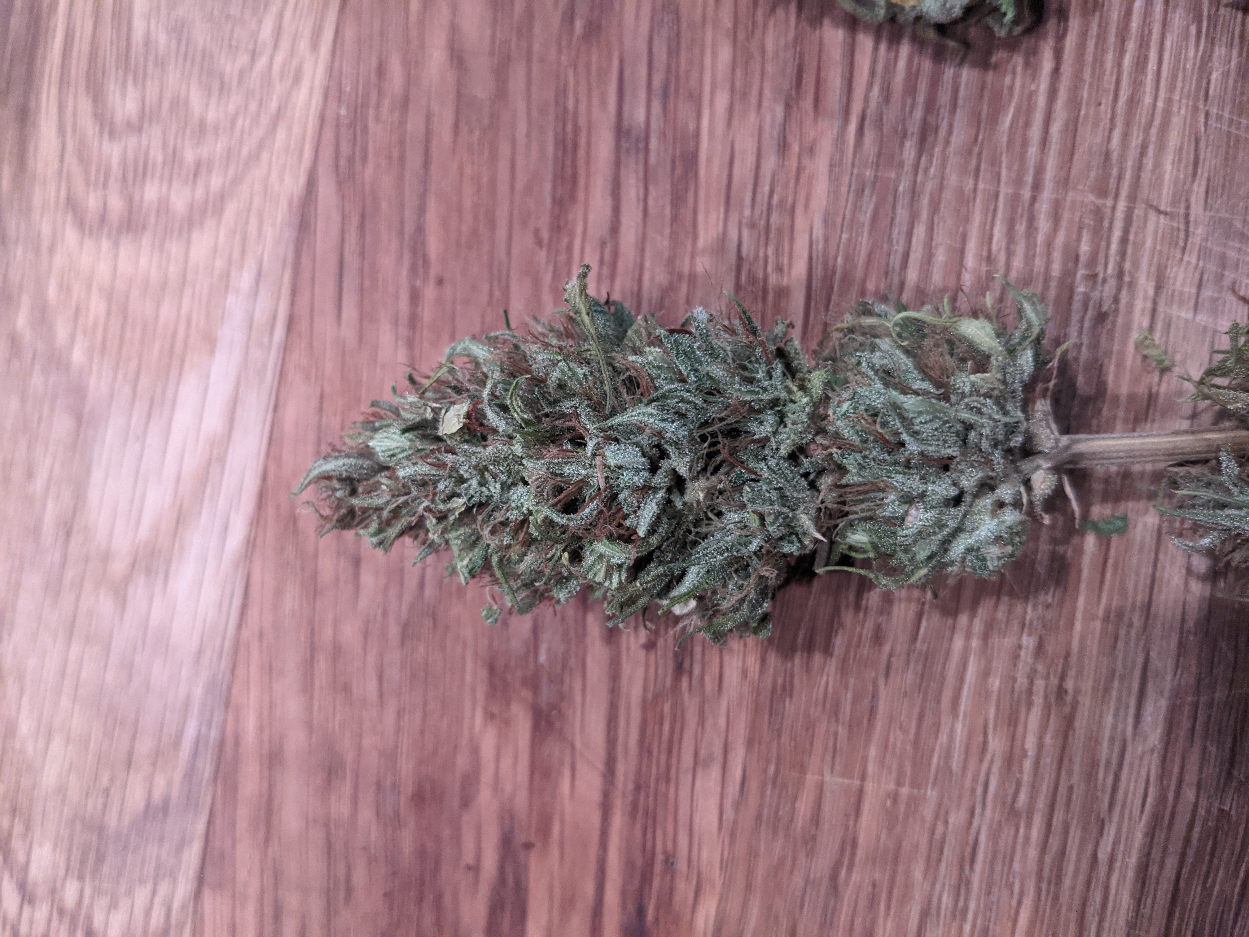Grape Koolaid Kush autoflower